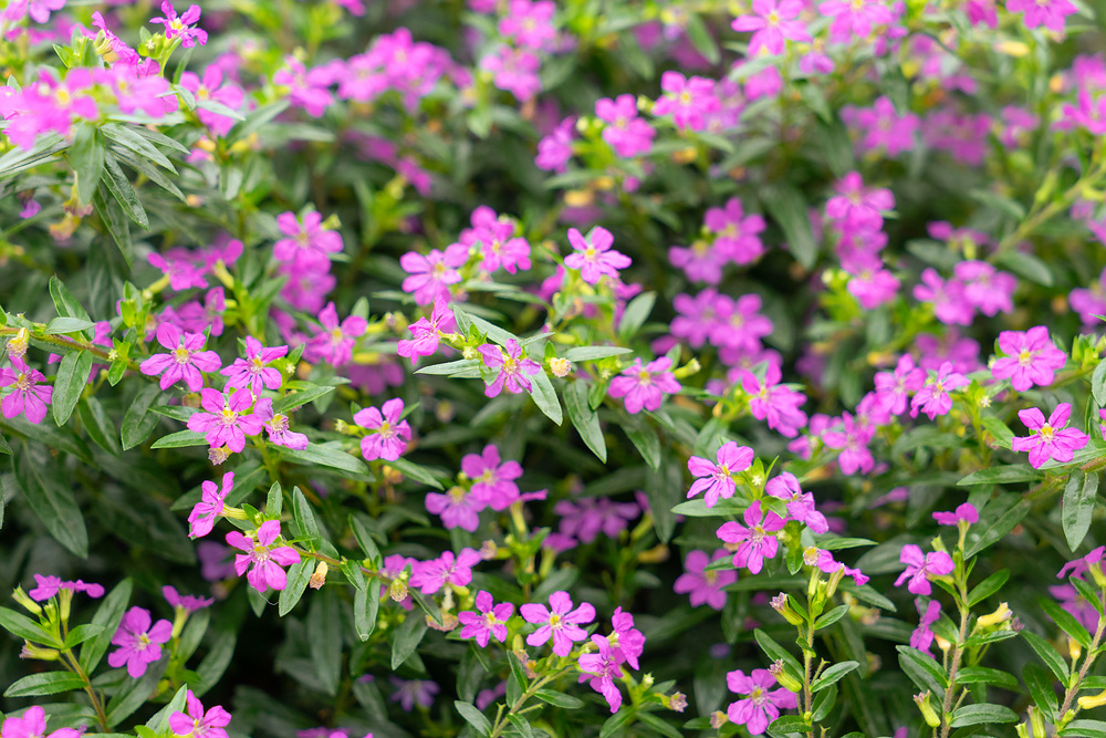 KUFEYA CENNET ÇİÇEĞİ 5 ADET ( PEMBE )