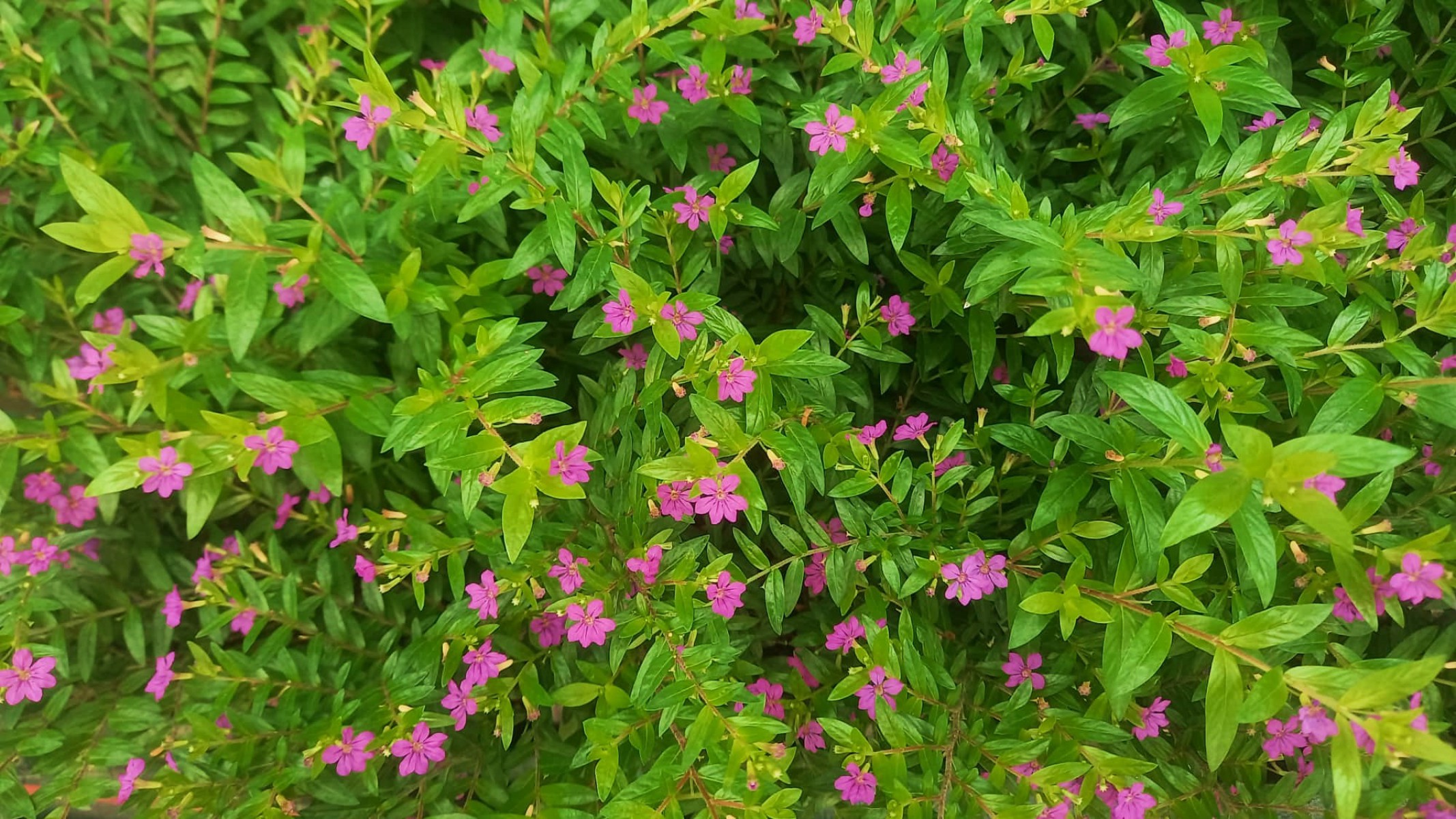 KUFEYA CENNET ÇİÇEĞİ 5 ADET KUFEYA CENNET ÇİÇEĞİ 5 ADET