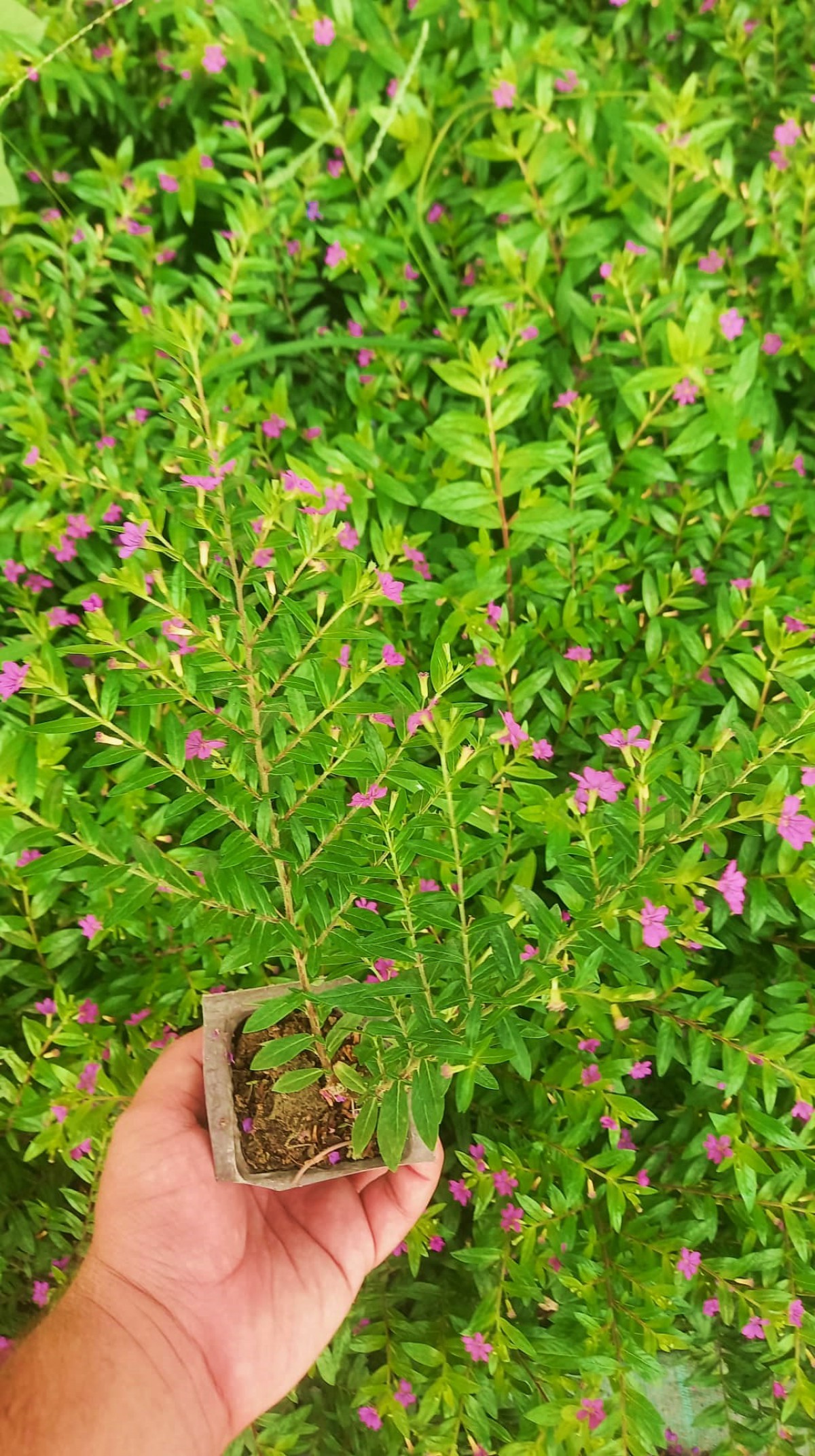 KUFEYA CENNET ÇİÇEĞİ 5 ADET KUFEYA CENNET ÇİÇEĞİ 5 ADET