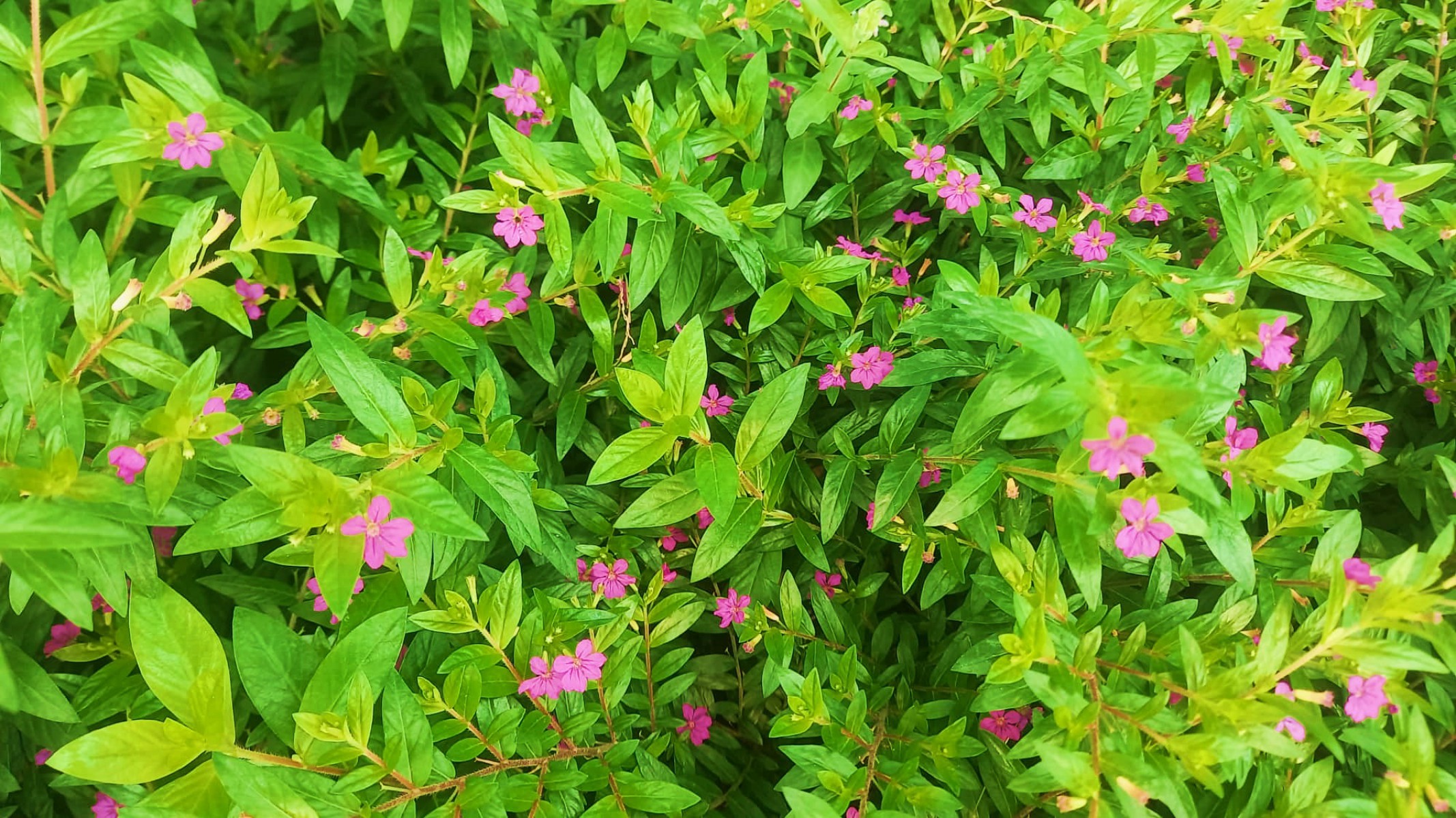 KUFEYA CENNET ÇİÇEĞİ 5 ADET KUFEYA CENNET ÇİÇEĞİ 5 ADET