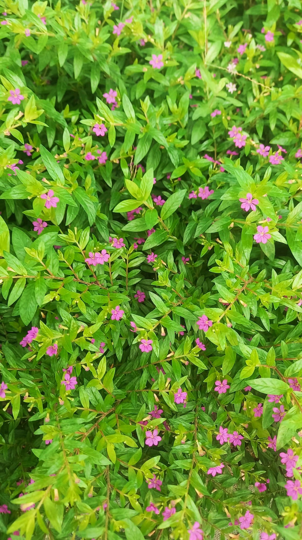 KUFEYA CENNET ÇİÇEĞİ 5 ADET KUFEYA CENNET ÇİÇEĞİ 5 ADET