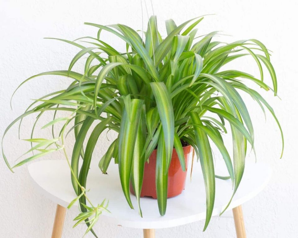 Kurdele Çiçeği  (Chlorophytum comosum) - Askılı Saksıda