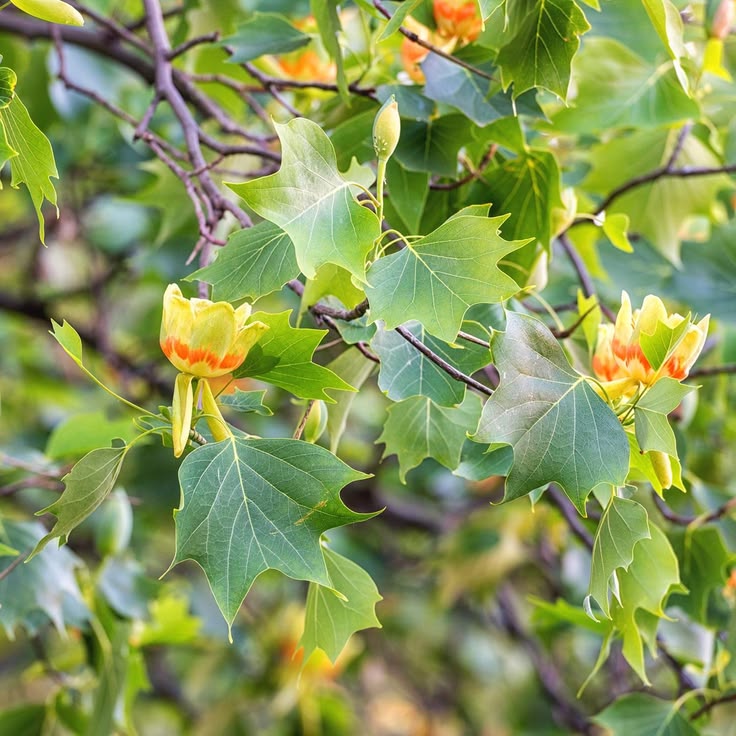 LALE AĞACI FİDANI - 2 YAŞ SAKSILI (Liriodendron Tulipifera)
