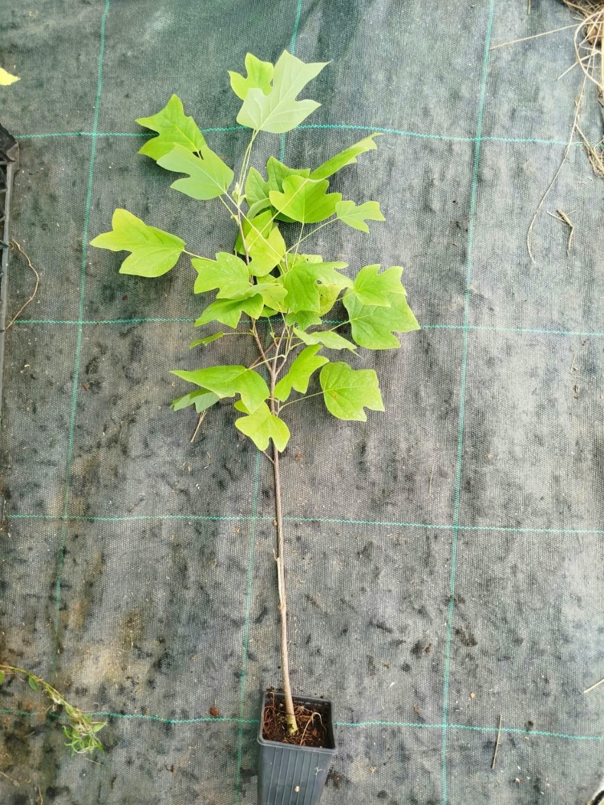 LALE AĞACI FİDANI - 2 YAŞ SAKSILI (Liriodendron Tulipifera) LALE AĞACI FİDANI - 2 YAŞ SAKSILI (Liriodendron Tulipifera)