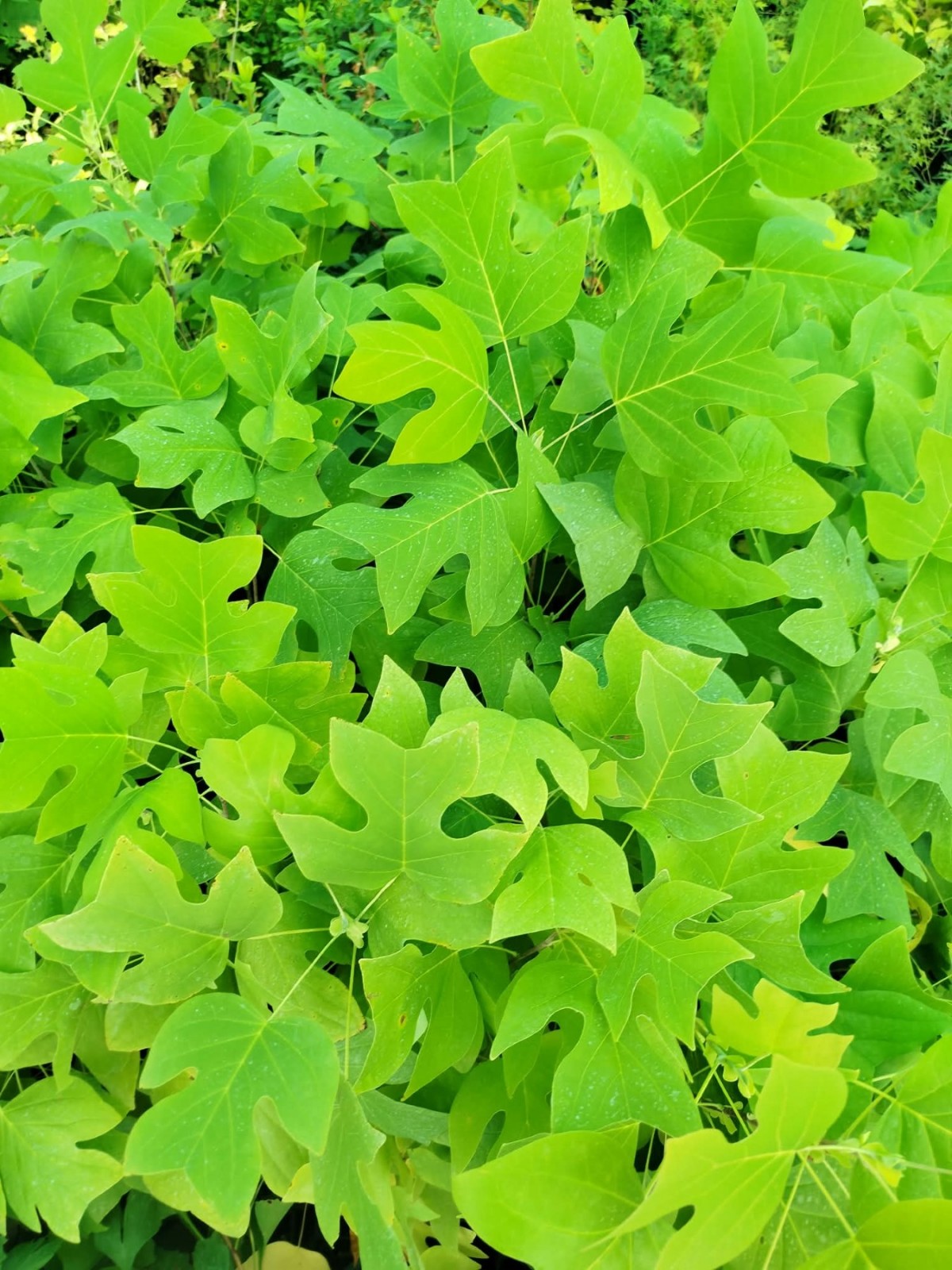 LALE AĞACI FİDANI - 2 YAŞ SAKSILI (Liriodendron Tulipifera) LALE AĞACI FİDANI - 2 YAŞ SAKSILI (Liriodendron Tulipifera)