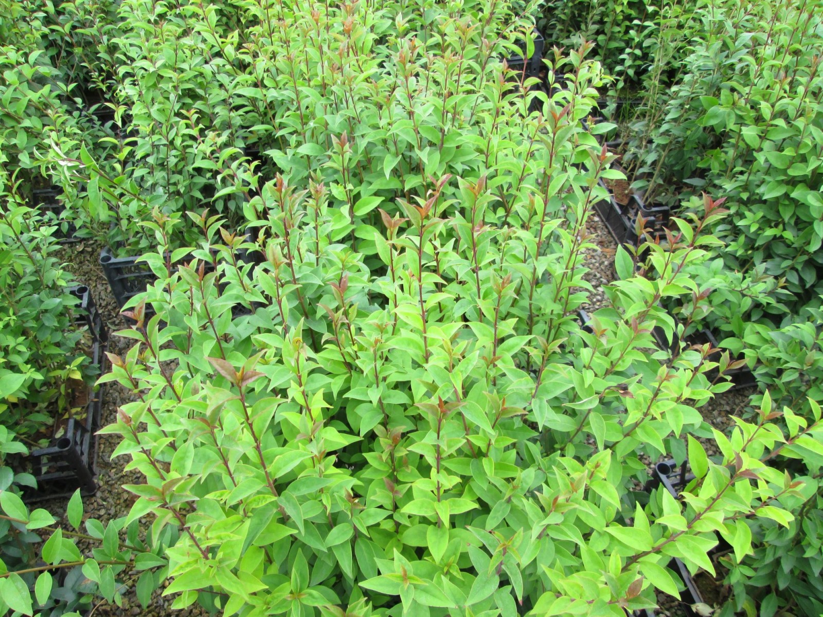 LİGUSTRUM KURTBAĞRI 20 ADET - ÇİT BİTKİSİ