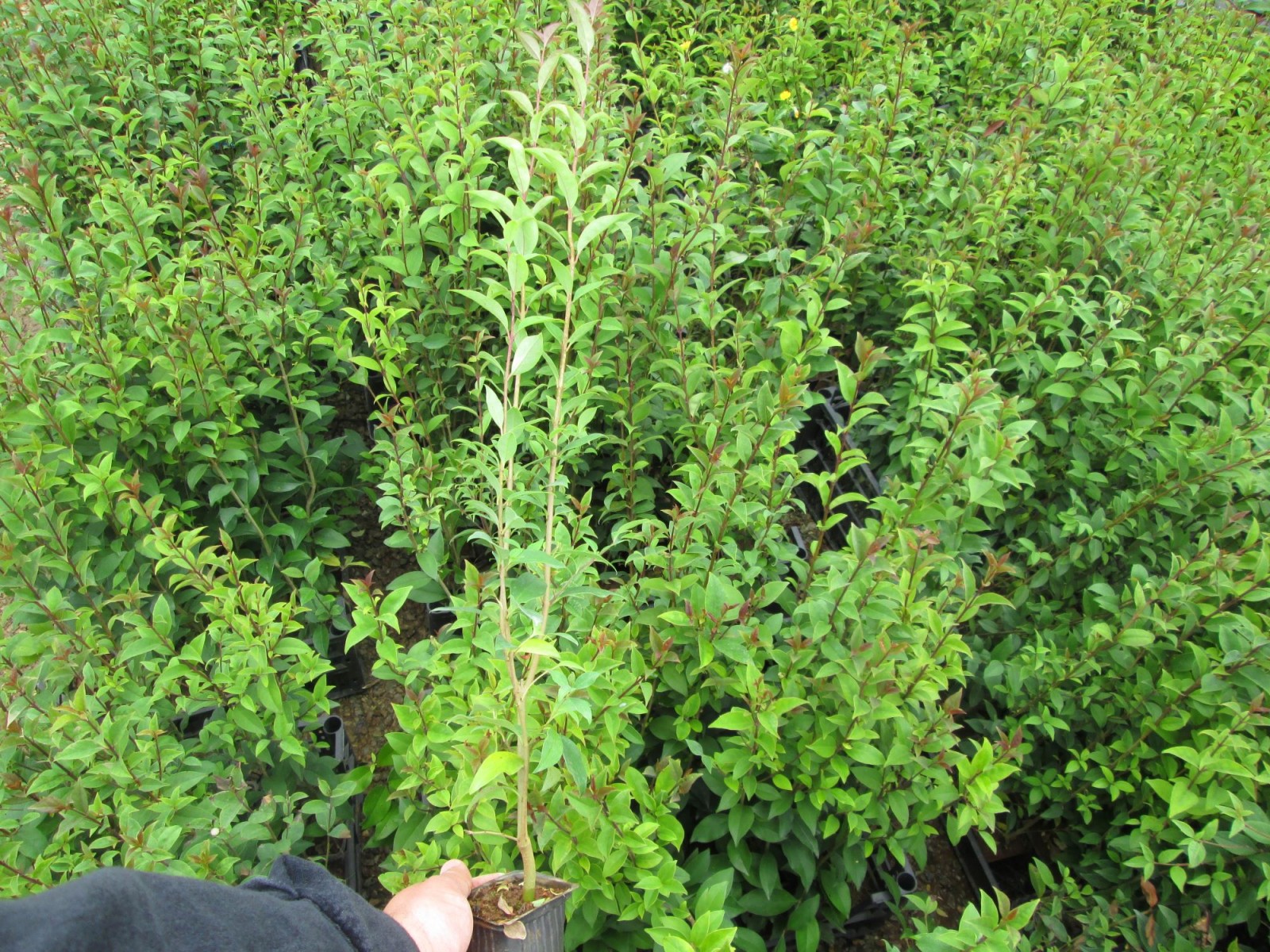 LİGUSTRUM KURTBAĞRI 200 ADET - ÇİT BİTKİSİ