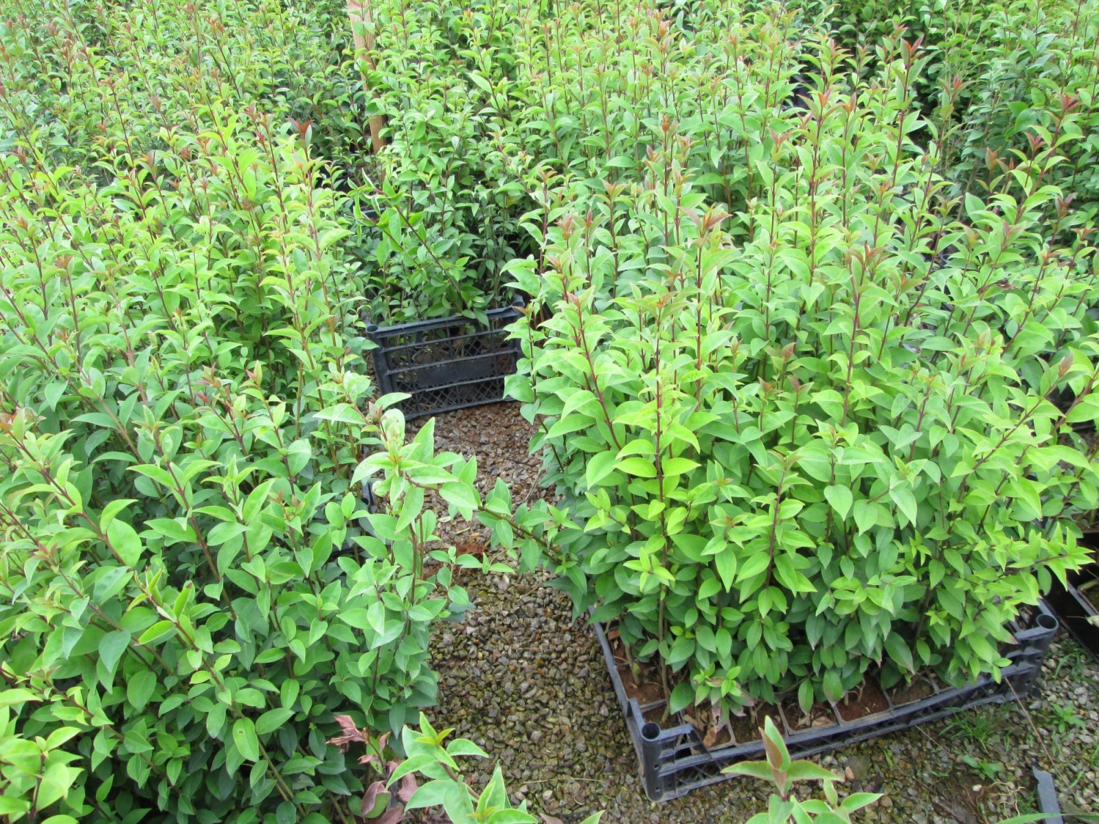 LİGUSTRUM KURTBAĞRI 30 ADET - ÇİT BİTKİSİ