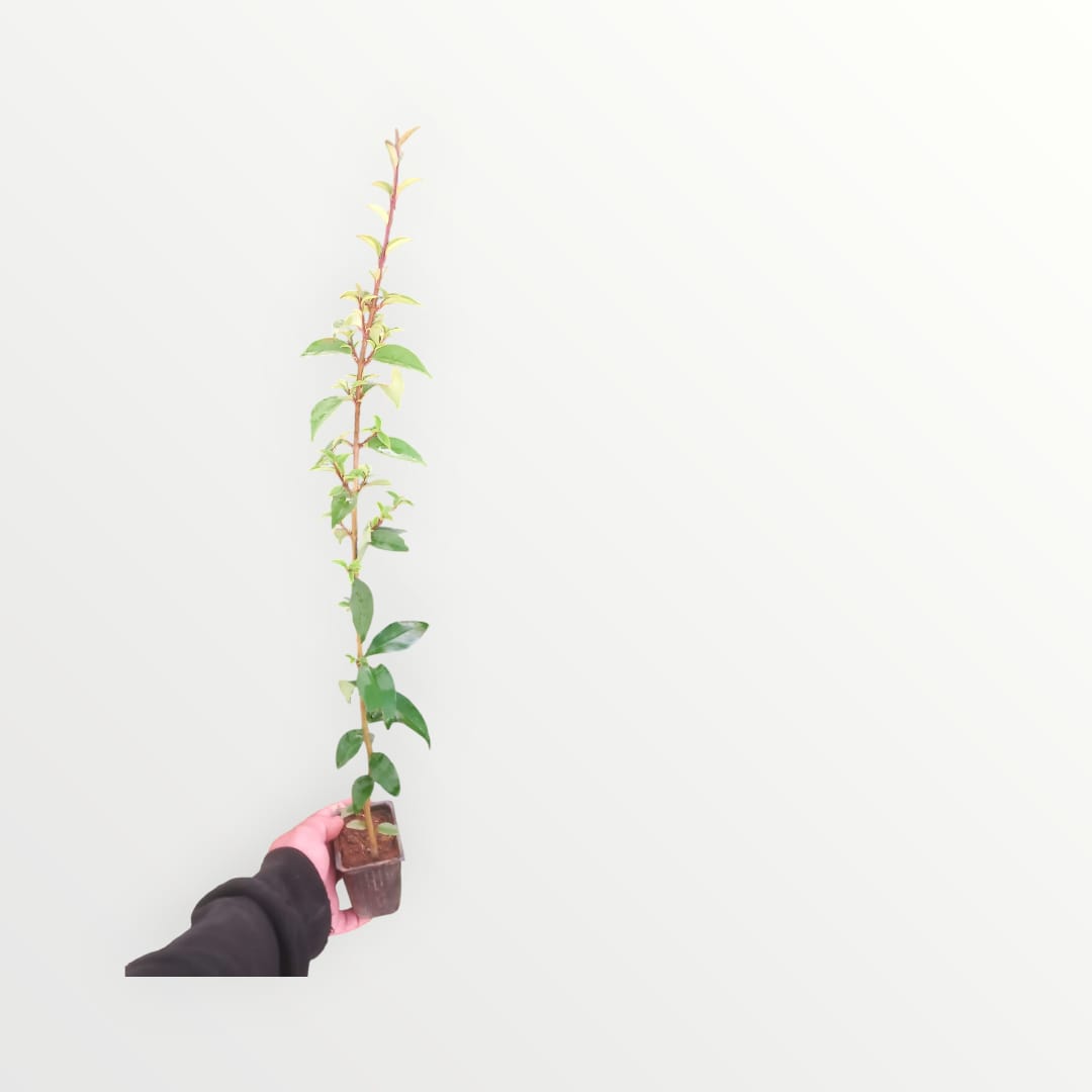 LİGUSTRUM KURTBAĞRI 5 ADET - ÇİT BİTKİSİ LİGUSTRUM KURTBAĞRI 5 ADET - ÇİT BİTKİSİ