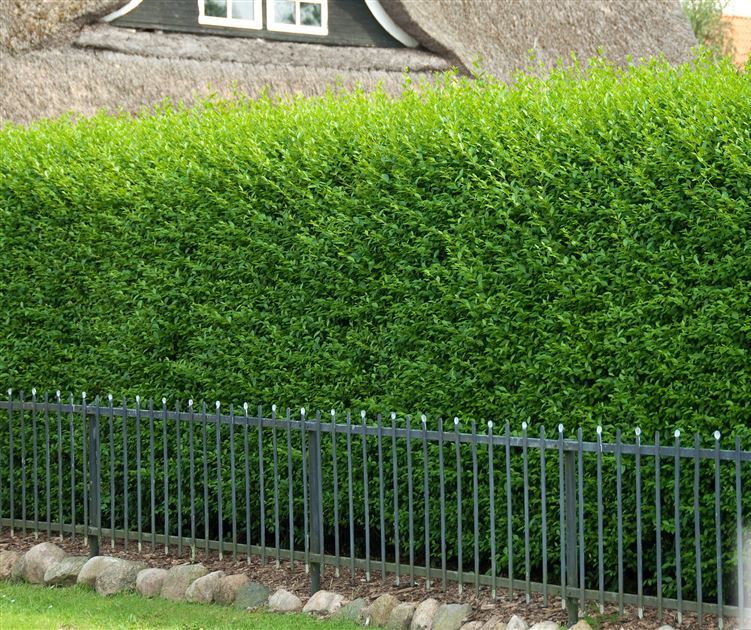 LİGUSTRUM KURTBAĞRI 5 ADET - ÇİT BİTKİSİ