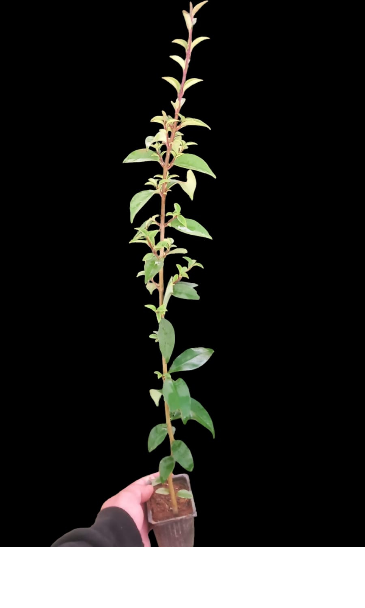 LİGUSTRUM KURTBAĞRI 5 ADET - ÇİT BİTKİSİ LİGUSTRUM KURTBAĞRI 5 ADET - ÇİT BİTKİSİ