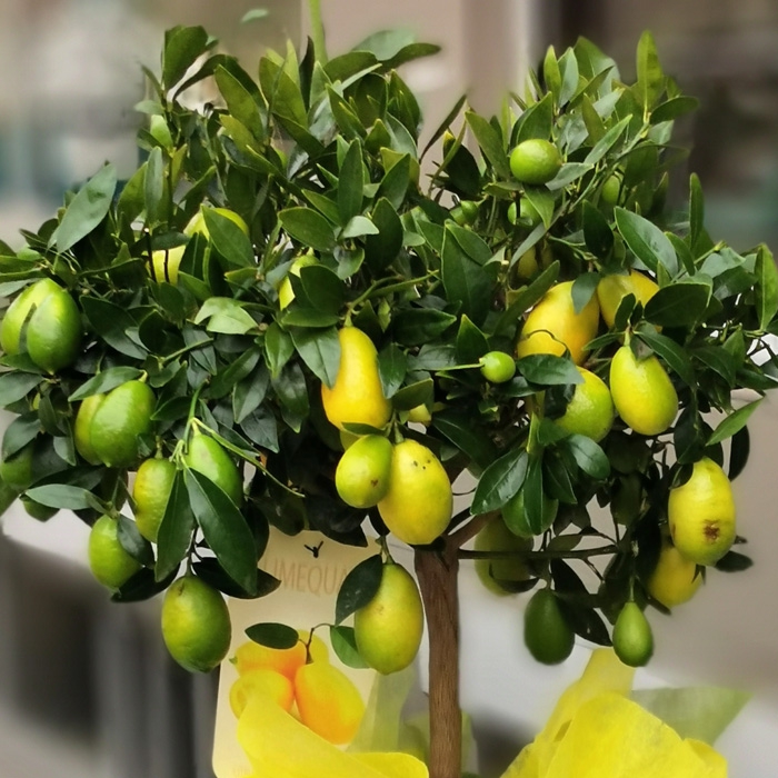 LİME MİSKET LİMON FİDANI 5 ADET - Limequat