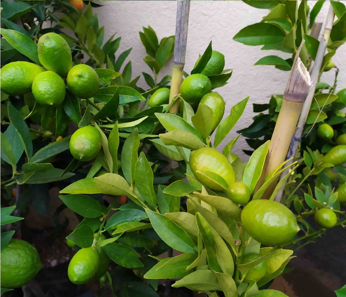 LİME MİSKET LİMON FİDANI 5 ADET - Limequat