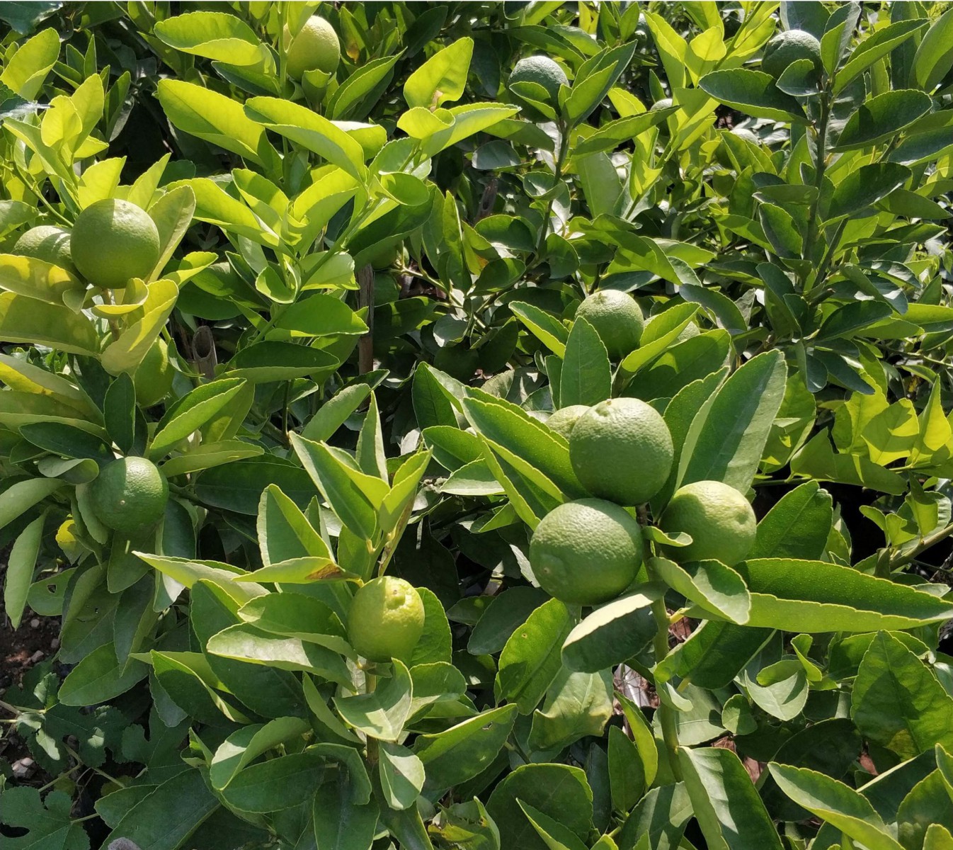 LİME MİSKET LİMON FİDANI 5 ADET - Limequat