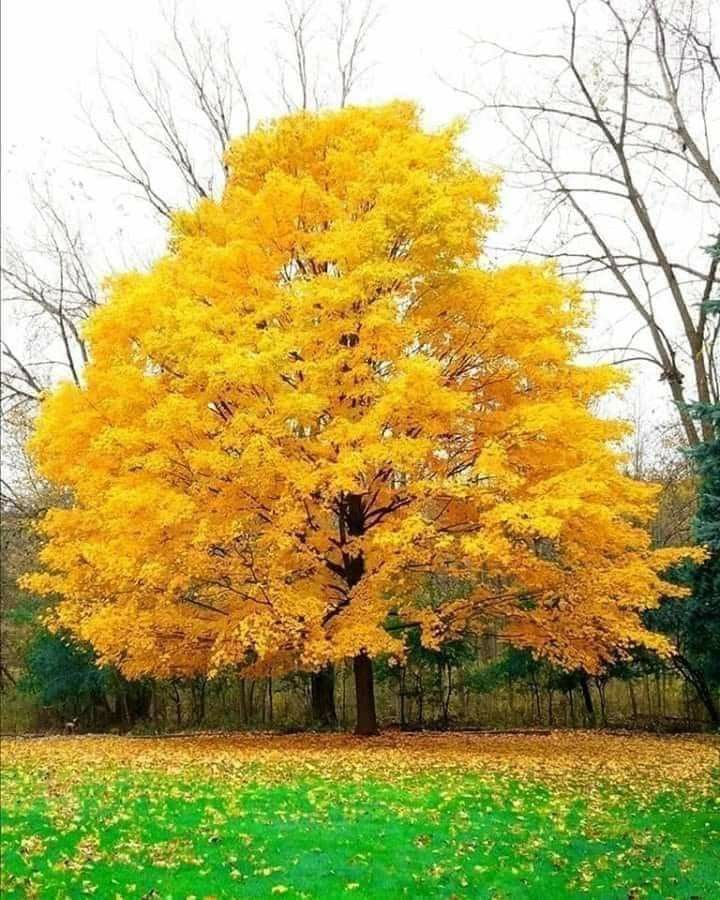 MABET AĞACI FİDANI 5 ADET - ŞİFALI GİNKGO BİLOBA MABET AĞACI FİDANI 5 ADET - ŞİFALI GİNKGO BİLOBA