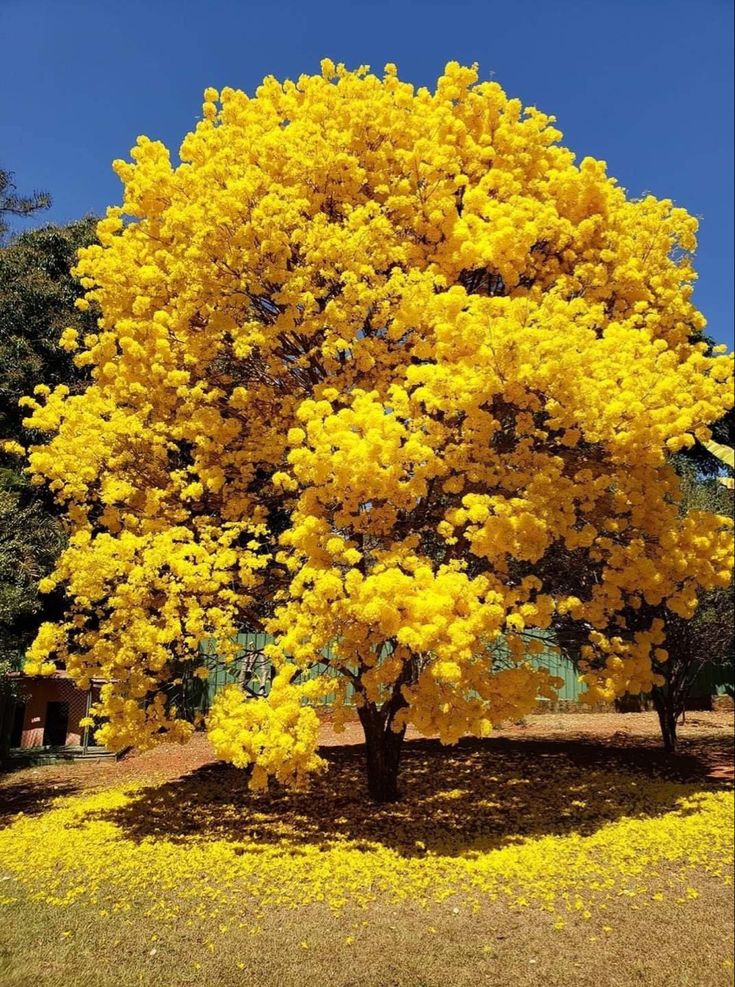 MABET AĞACI FİDANI - ŞİFALI GİNKGO BİLOBA MABET AĞACI FİDANI - ŞİFALI GİNKGO BİLOBA