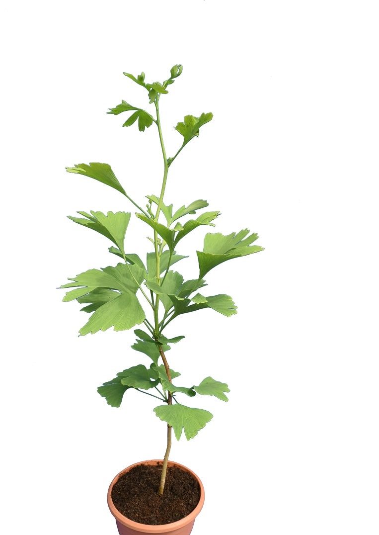 MABET AĞACI FİDANI - ŞİFALI GİNKGO BİLOBA MABET AĞACI FİDANI - ŞİFALI GİNKGO BİLOBA