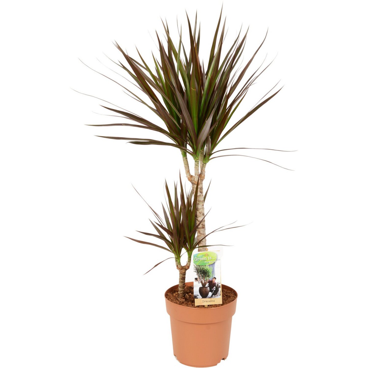 Madagaskar Dragon Ağacı – Dracaena Marginata 2 Gövdeli Bordo