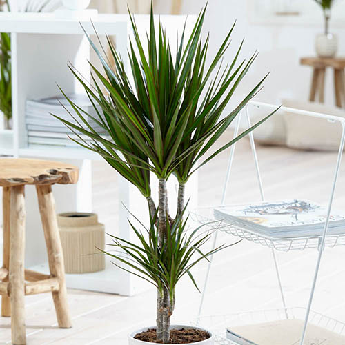 Madagaskar Dragon Ağacı – Dracaena Marginata 2 Gövdeli Yeşil