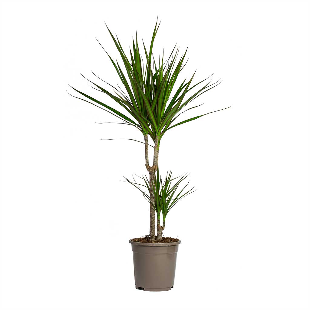 Madagaskar Dragon Ağacı – Dracaena Marginata 2 Gövdeli Yeşil