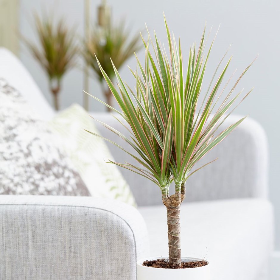 Madagaskar Dragon Ağacı – Dracaena Marginata -Alacalı Tek Gövdeli