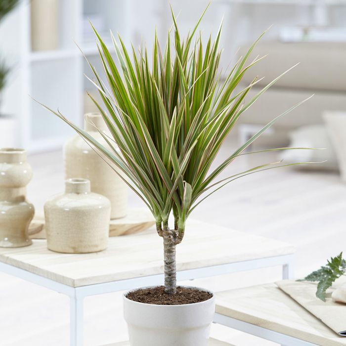 Madagaskar Dragon Ağacı – Dracaena Marginata -Alacalı Tek Gövdeli