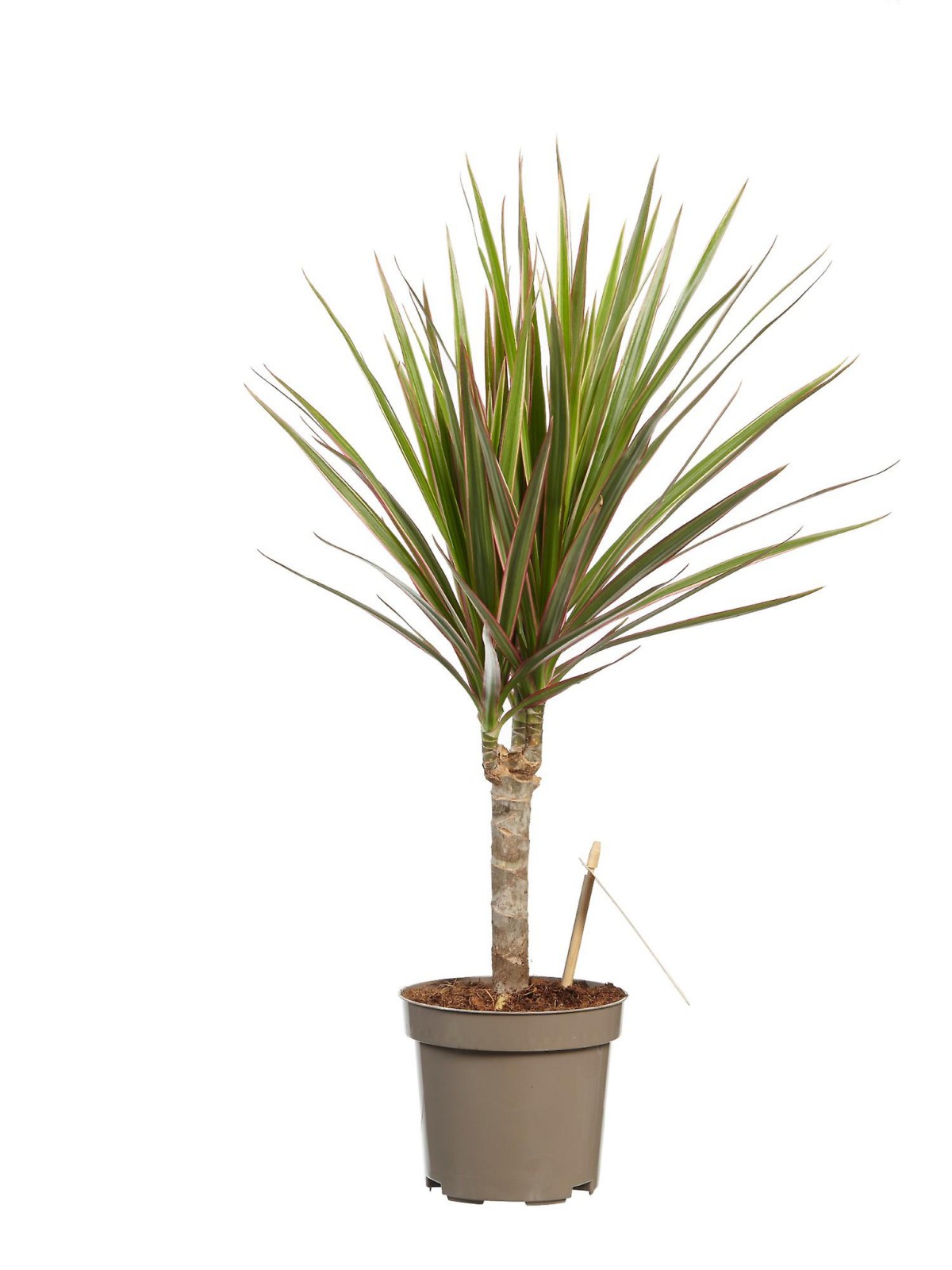 Madagaskar Dragon Ağacı – Dracaena Marginata -Alacalı Tek Gövdeli