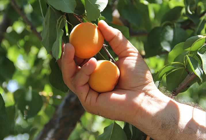 Malatya Kayısı Fidanı 3 Yaş Tüplü ve Aşılı
