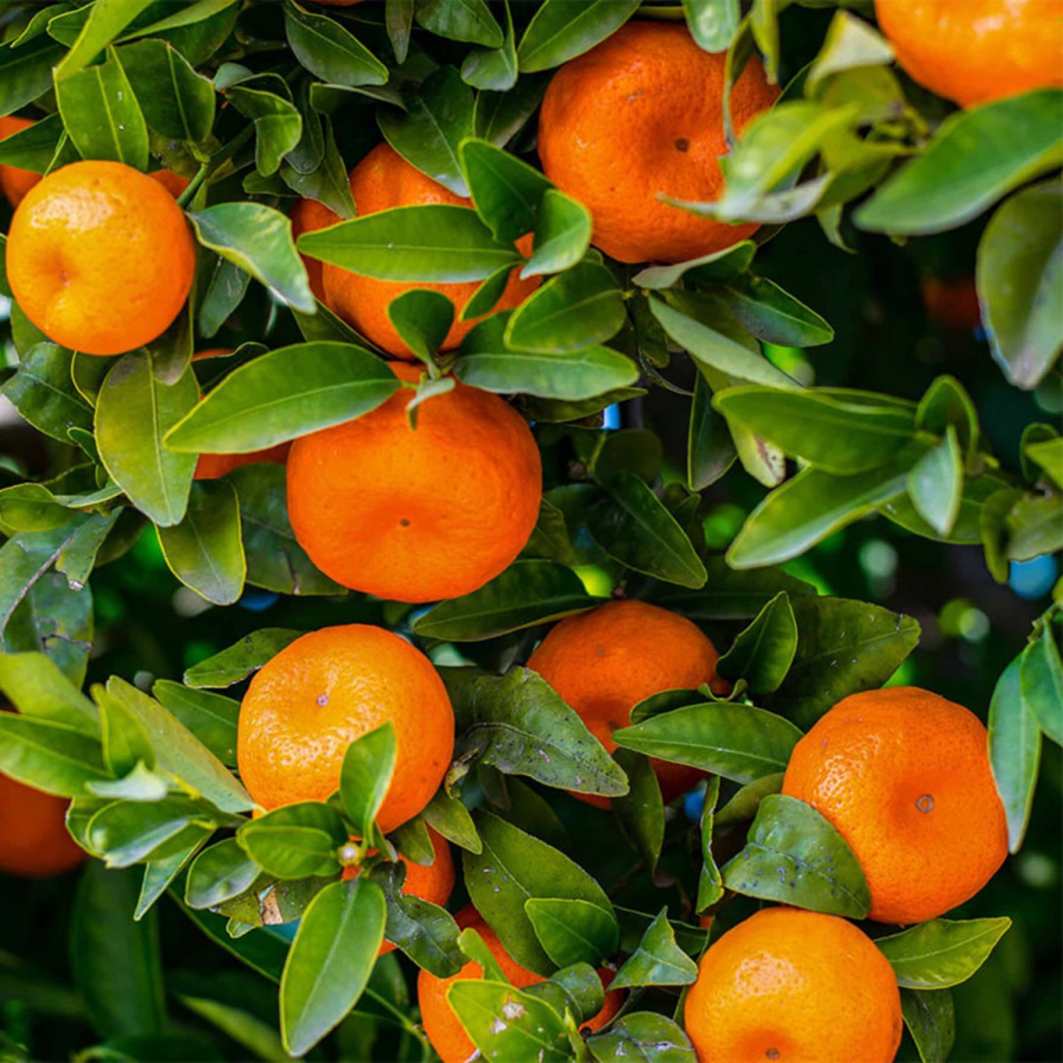 MANDALİNA FİDANI (Satsuma) - 3 YAŞ AŞILI ve TÜPLÜ 100-150 cm MANDALİNA FİDANI (Satsuma) - 3 YAŞ AŞILI ve TÜPLÜ 100-150 cm