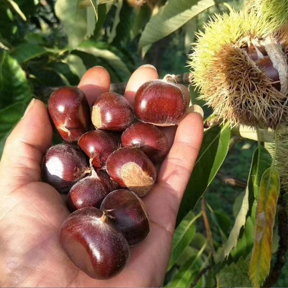 Maraval Kestane Fidanı 3 Yaş Tüplü ve Aşılı 5 Adet