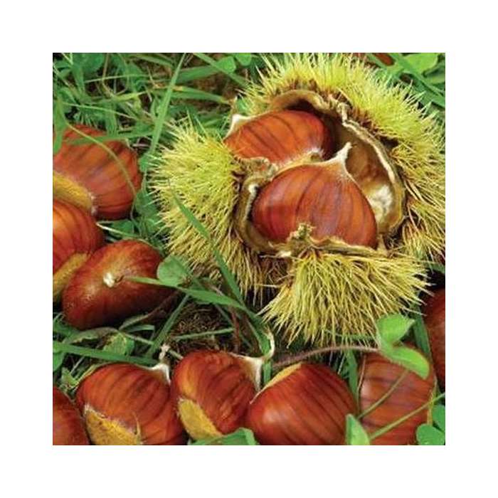 Marigoule Kestane Fidanı Tüplü ve Aşılı