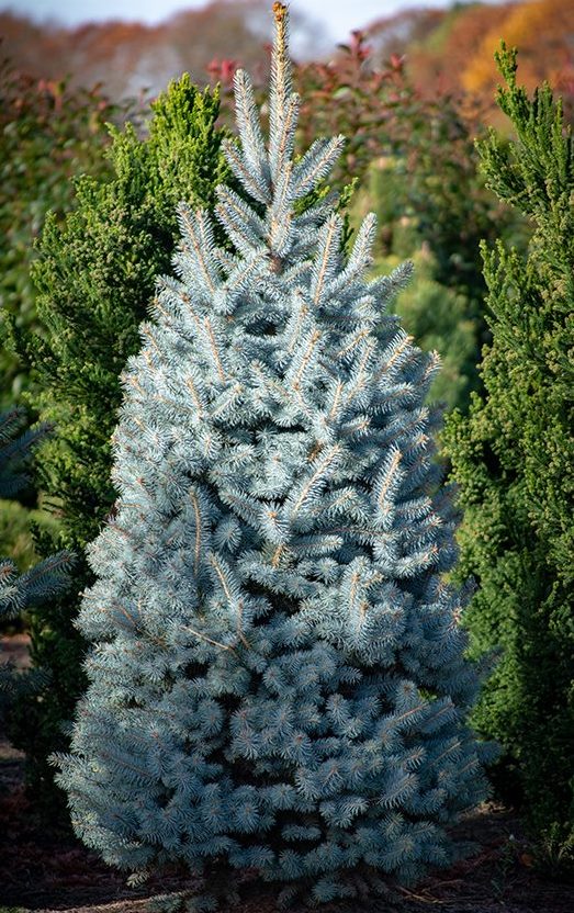 MAVİ LADİN FİDANI 3 ADET - Picea Pungens Glauca MAVİ LADİN FİDANI 3 ADET - Picea Pungens Glauca
