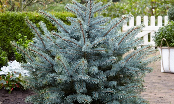 MAVİ LADİN FİDANI 3 ADET - Picea Pungens Glauca