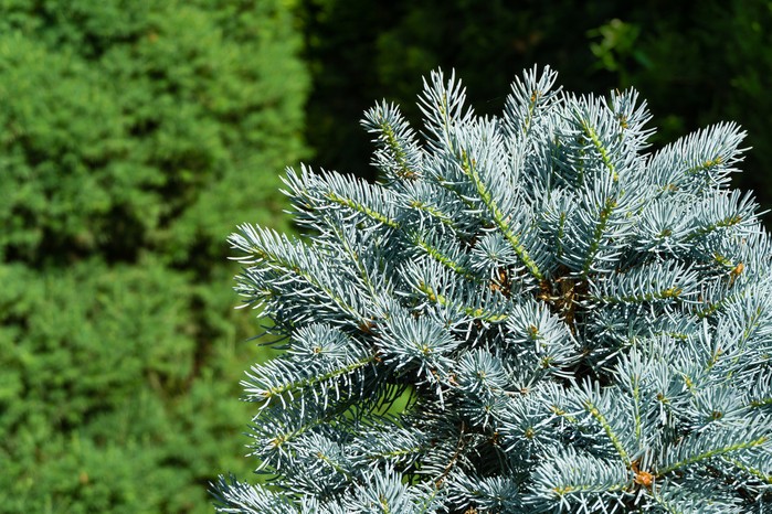 MAVİ LADİN FİDANI 3 ADET - Picea Pungens Glauca