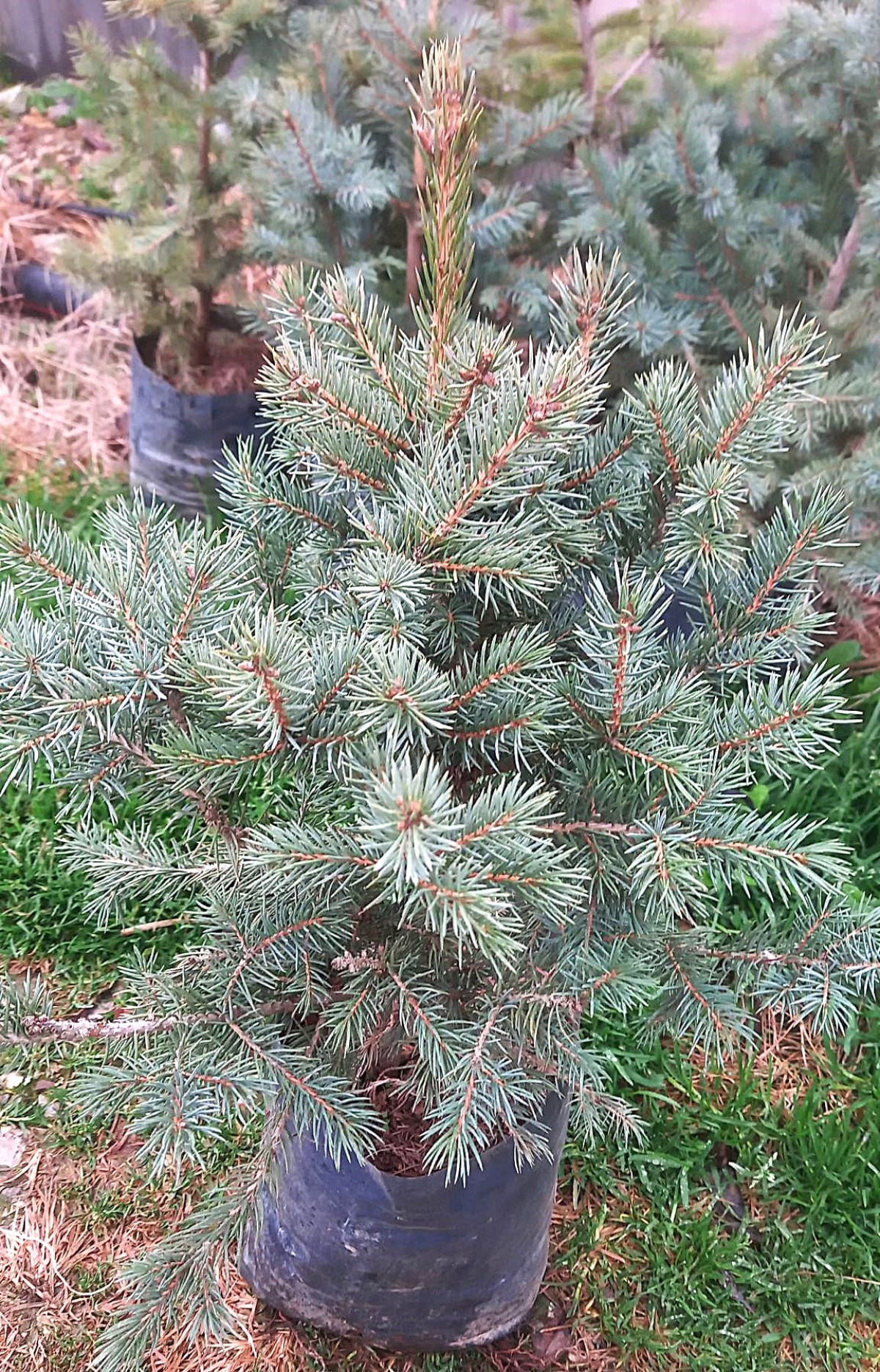 MAVİ LADİN FİDANI 3 ADET - Picea Pungens Glauca