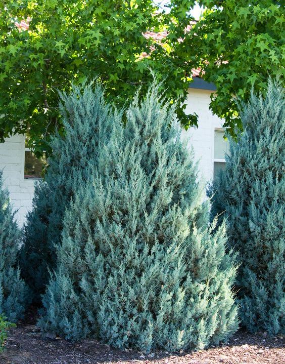 MAVİ SERVİ 3 ADET - AŞILI ÇİT BİTKİSİ (ARİZONA SERVİSİ) MAVİ SERVİ 3 ADET - AŞILI ÇİT BİTKİSİ (ARİZONA SERVİSİ)