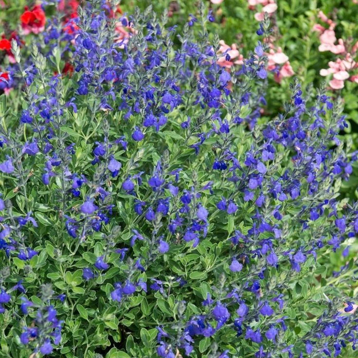 MAVİ SÜS ADAÇAYI 3 ADET - Salvia Microphylla Blue Monrovia
