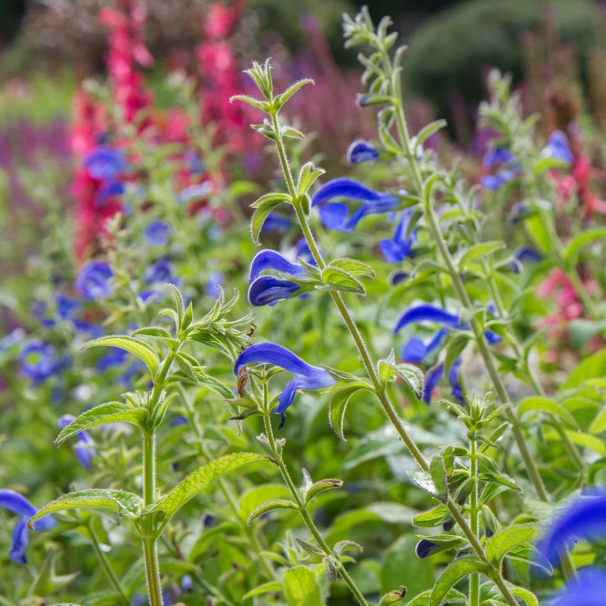 MAVİ SÜS ADAÇAYI 3 ADET - Salvia Microphylla Blue Monrovia MAVİ SÜS ADAÇAYI 3 ADET - Salvia Microphylla Blue Monrovia
