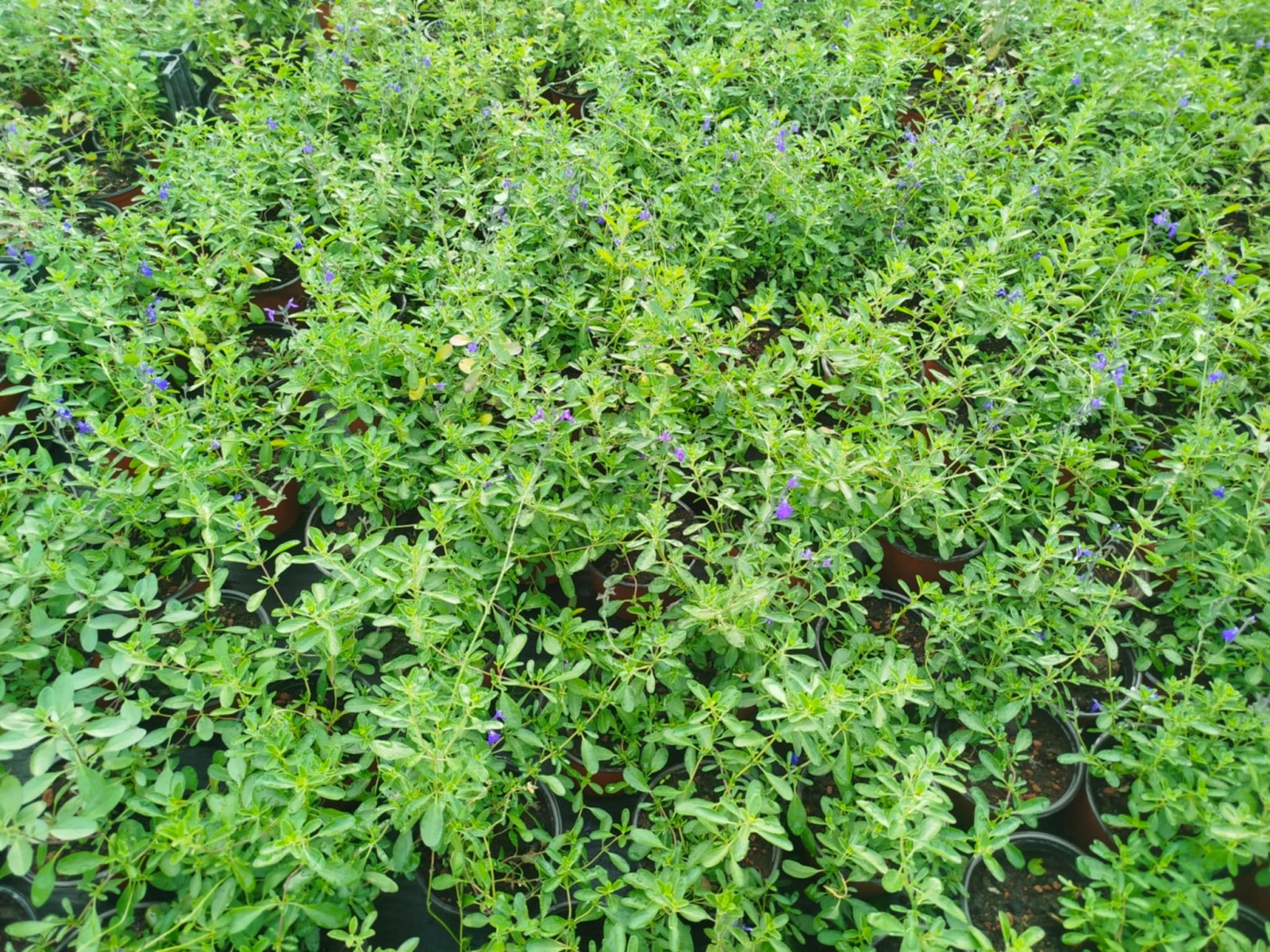 MAVİ SÜS ADAÇAYI 3 ADET - Salvia Microphylla Blue Monrovia