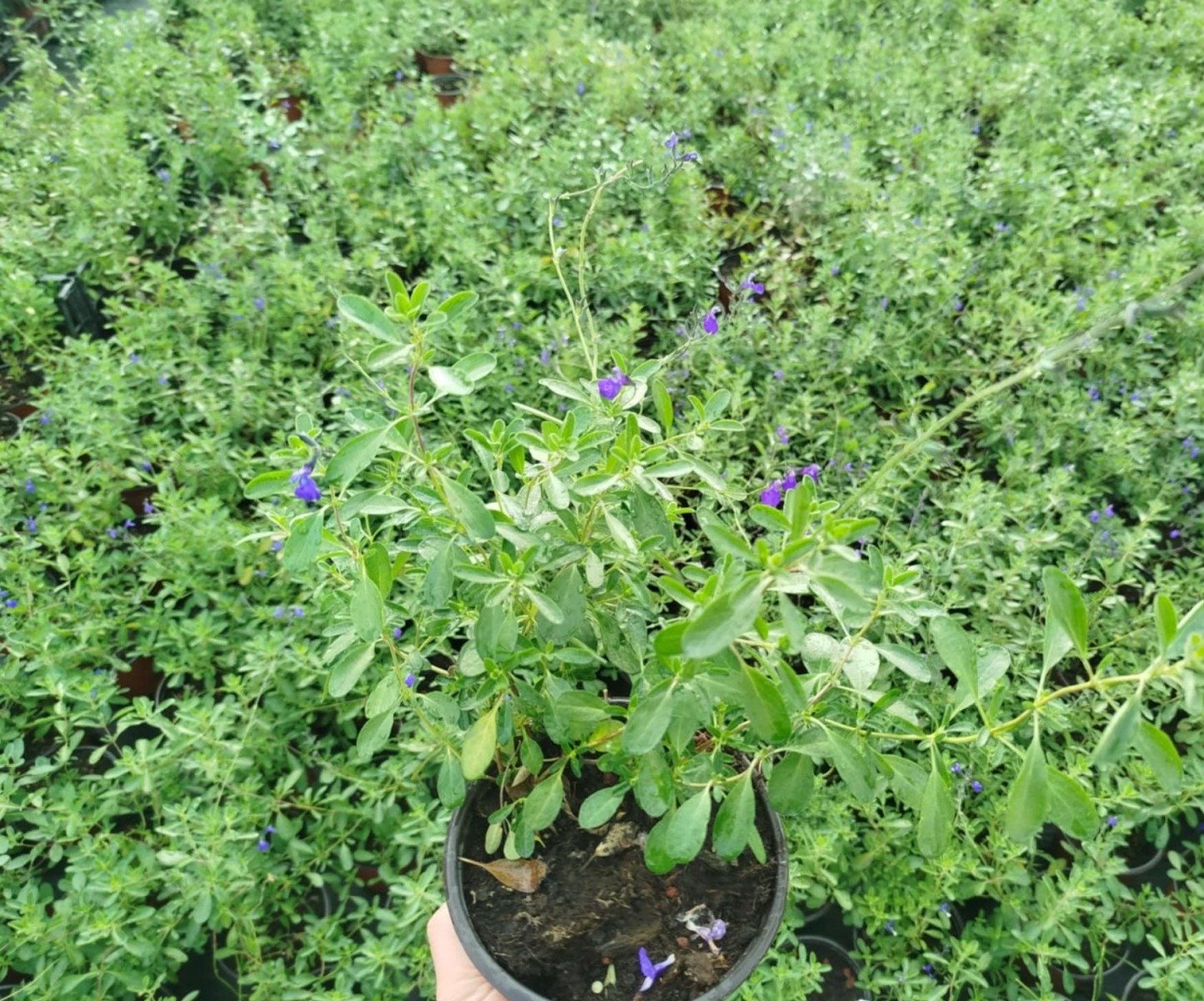 MAVİ SÜS ADAÇAYI 3 ADET - Salvia Microphylla Blue Monrovia
