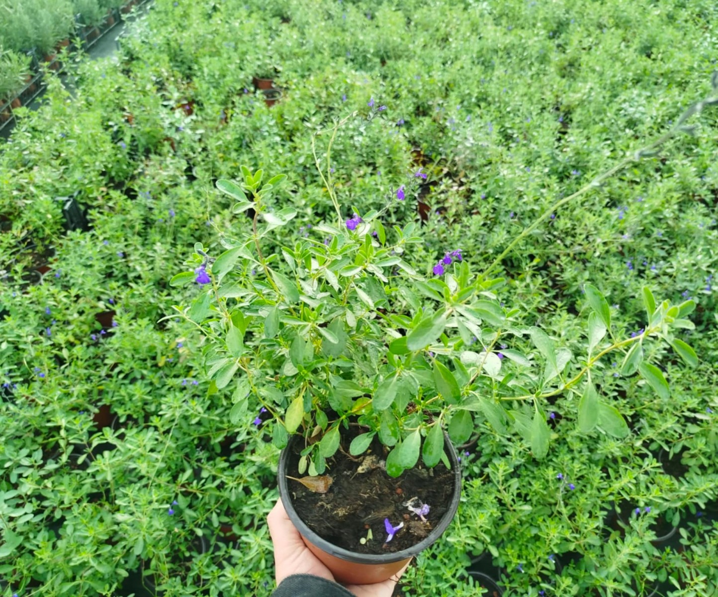 MAVİ SÜS ADAÇAYI 5 ADET - Salvia Microphylla Blue Monrovia