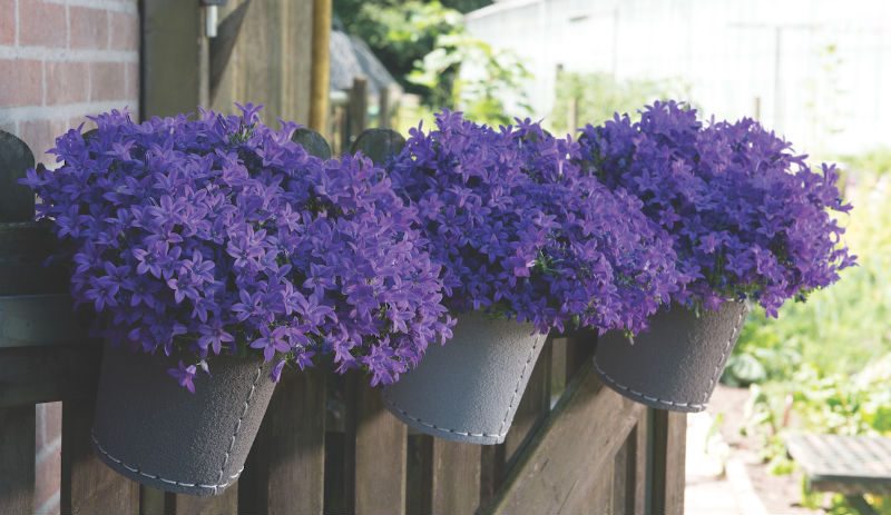 Maviş çiçeği – Campanula 3 Adet