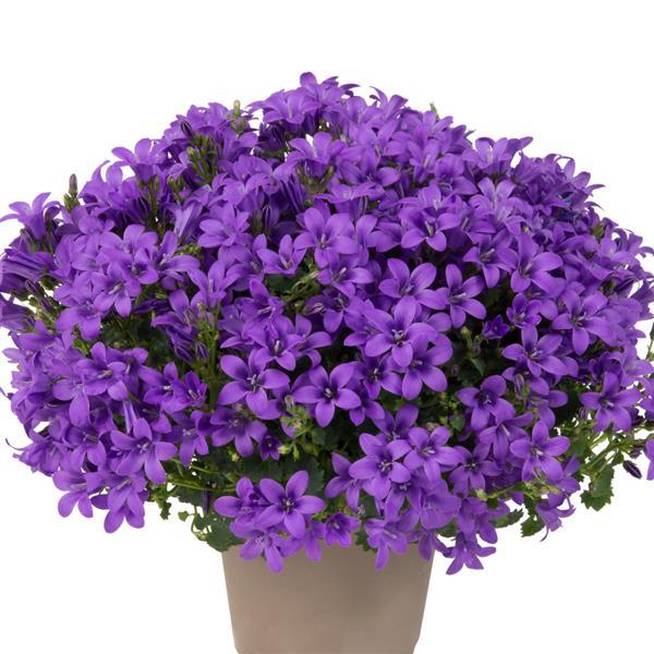 Maviş çiçeği – Campanula
