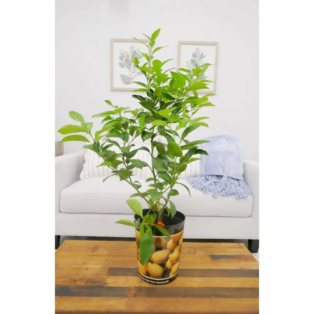 MAYER LİMON FİDANI(Yediveren) 3 ADET - 3 YAŞ AŞILI ve TÜPLÜ 100-150 cm MAYER LİMON FİDANI(Yediveren) 3 ADET - 3 YAŞ AŞILI ve TÜPLÜ 100-150 cm