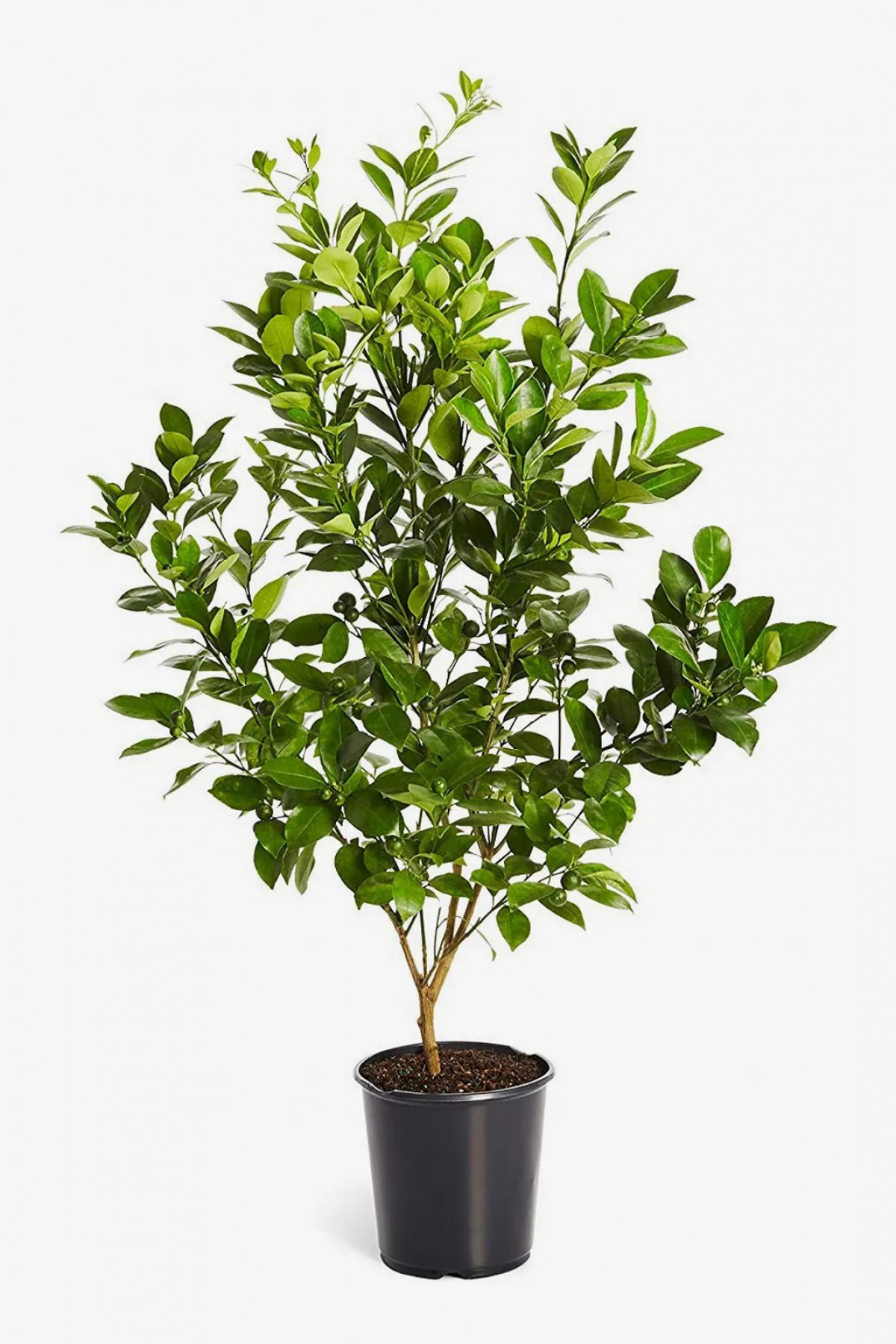 MAYER LİMON FİDANI(Yediveren) - 3 YAŞ AŞILI ve TÜPLÜ 100-150 cm MAYER LİMON FİDANI(Yediveren) - 3 YAŞ AŞILI ve TÜPLÜ 100-150 cm