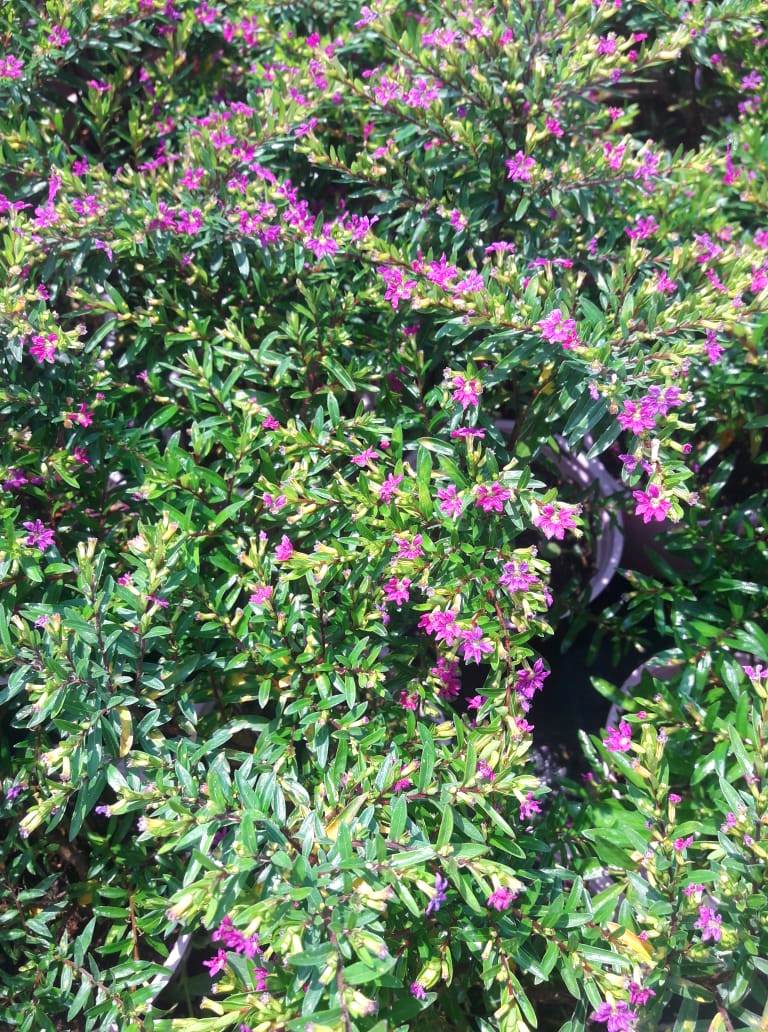 MEZAR - KABİR BİTKİ SETİ - 10 ADET CENNET ÇİÇEĞİ KUFEYA