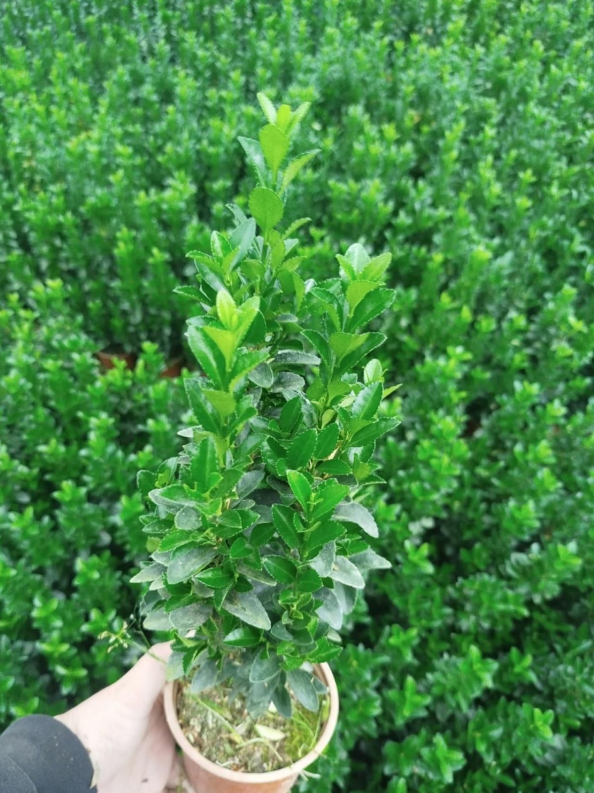 MEZAR - KABİR BİTKİ SETİ - 10 ADET YEŞİL SÜTUN TAFLAN GREENSPİRE 25-30 CM