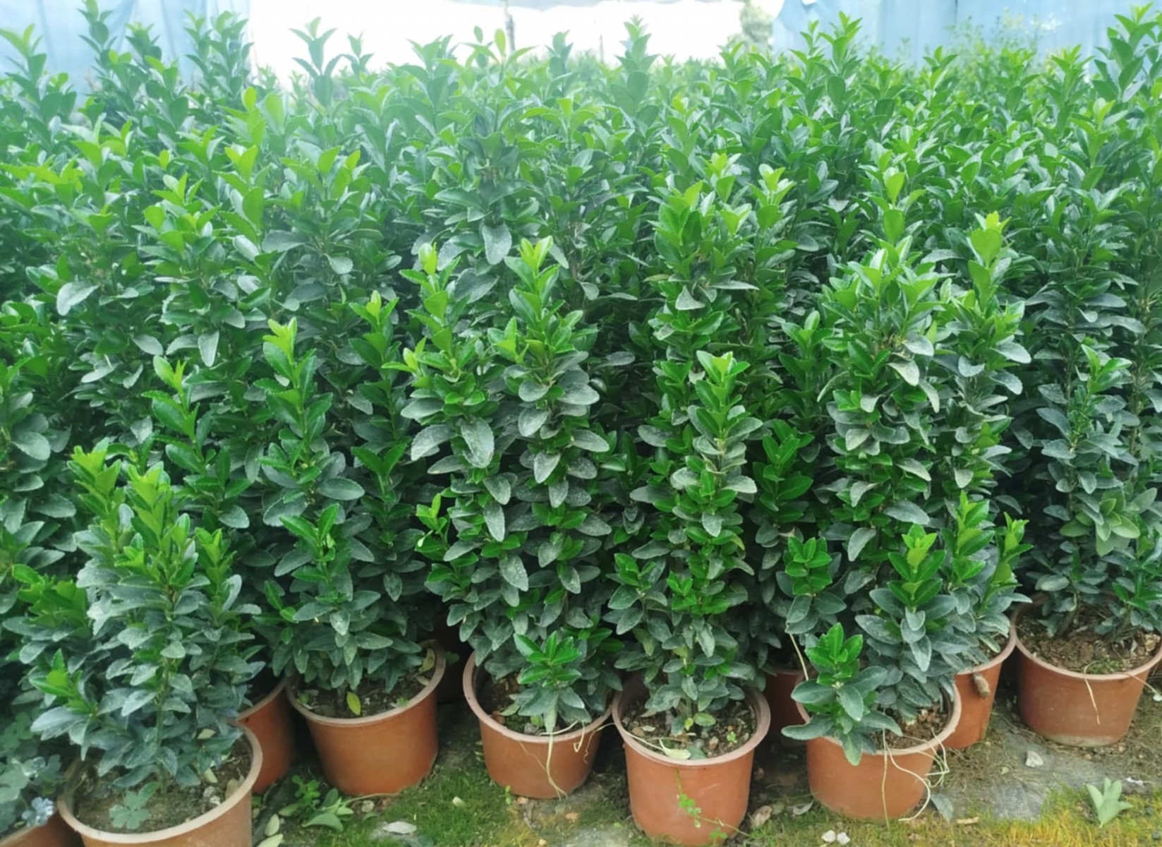 MEZAR - KABİR BİTKİ SETİ - 10 ADET YEŞİL TAFLAN GREENSPİRE 25-30 CM + 20 KG DOLOMİT TAŞI MEZAR - KABİR BİTKİ SETİ - 10 ADET YEŞİL TAFLAN GREENSPİRE 25-30 CM + 20 KG DOLOMİT TAŞI