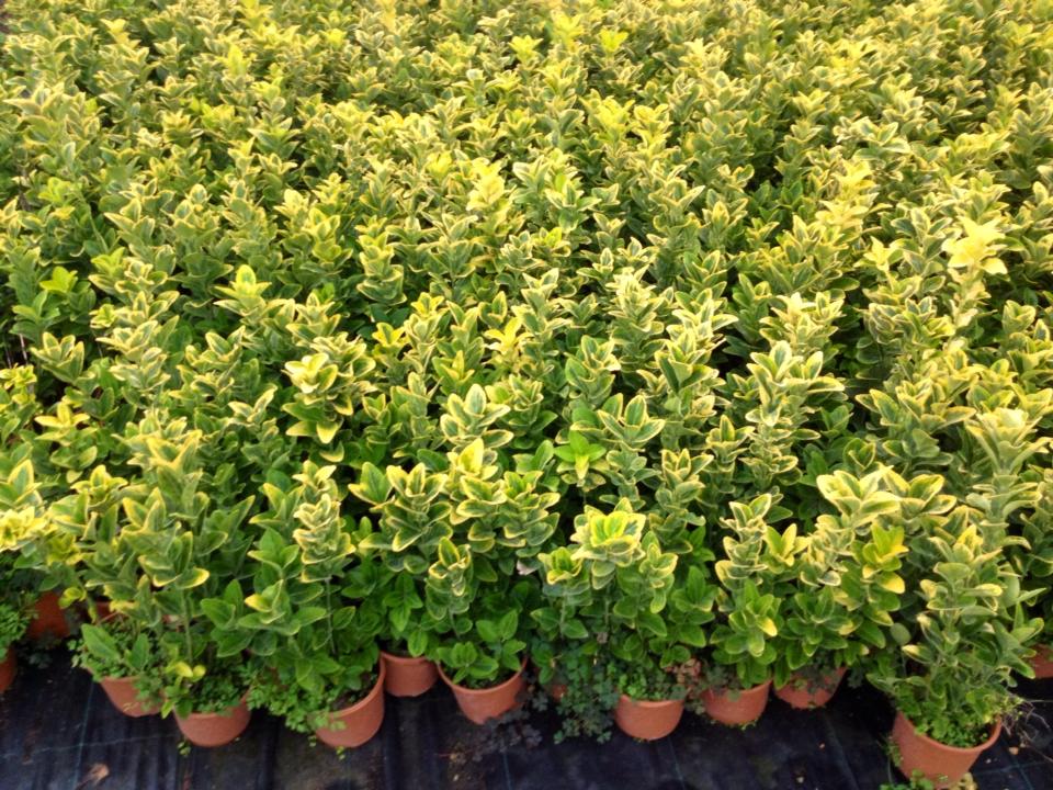 MEZAR - KABİR BİTKİ SETİ - 60 ADET 2 ÇEŞİT KALICI BİTKİ (Acem Halısı-Gold Taflan) MEZAR - KABİR BİTKİ SETİ - 60 ADET 2 ÇEŞİT KALICI BİTKİ (Acem Halısı-Gold Taflan)