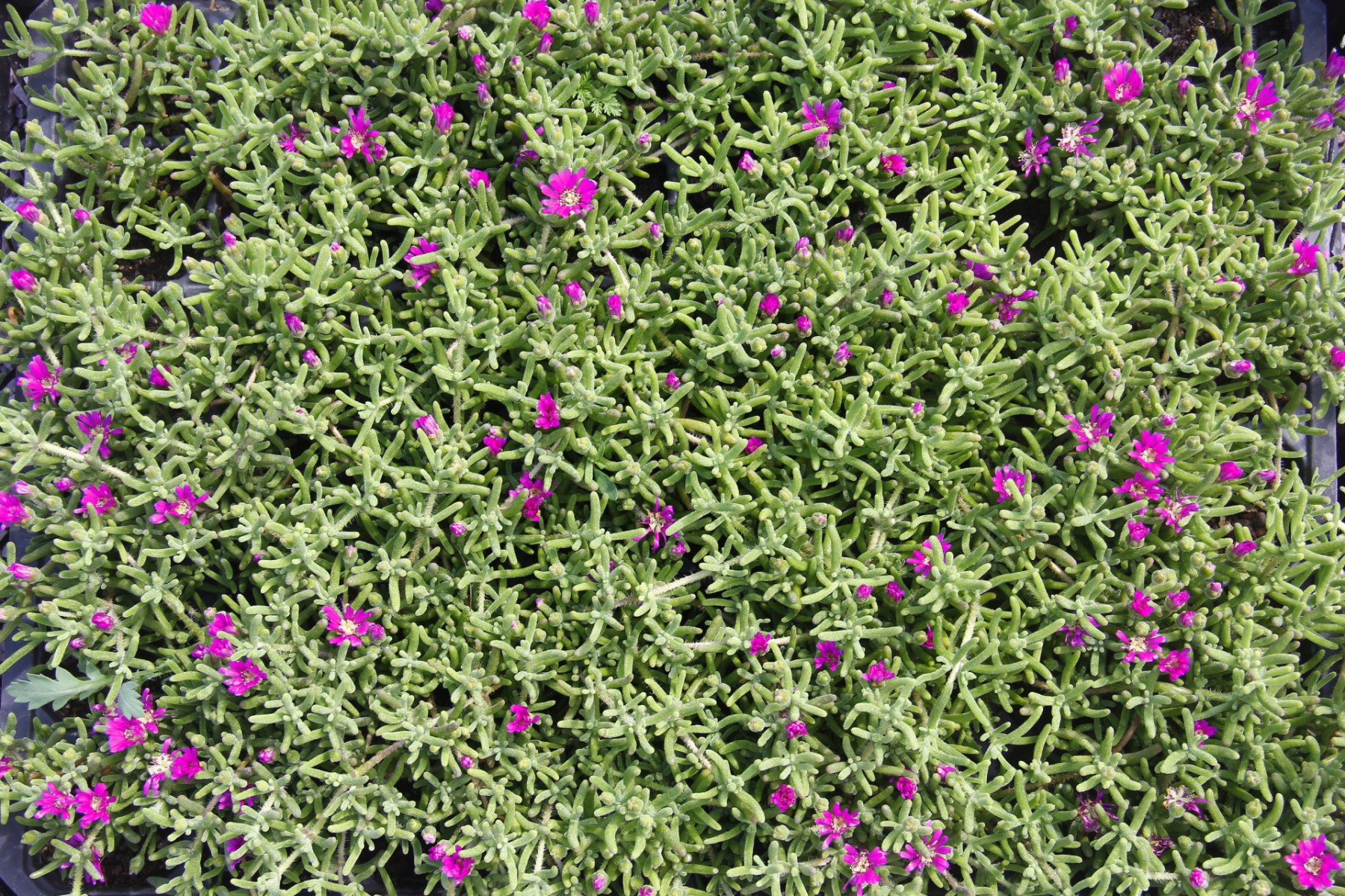 MEZAR - KABİR BİTKİ SETİ - 60 ADET 2 ÇEŞİT KALICI BİTKİ (Acem Halısı-Gold Taflan)